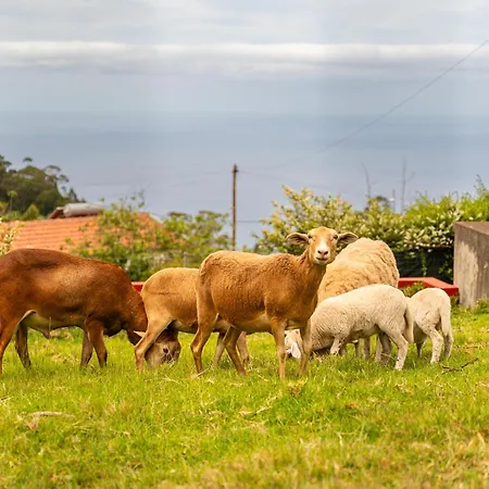 Vakantiehuis Florencas House - Private Jacuzzi & Garden Calheta (Madeira)