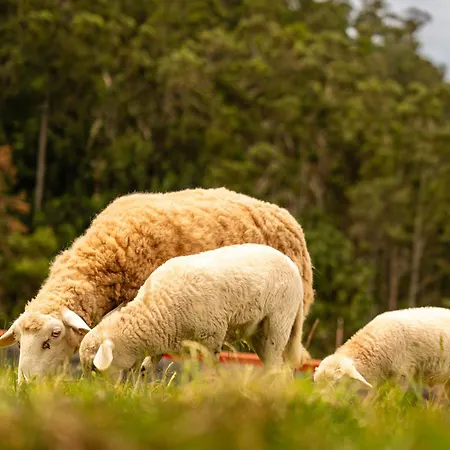 Florencas House - Private Jacuzzi & Garden Tatil Evi *