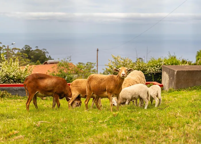 Dom wakacyjny Florencas House - Private Jacuzzi & Garden Calheta (Madeira)